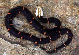喜玛拉雅白头蛇,喜玛拉雅白头蛇图片