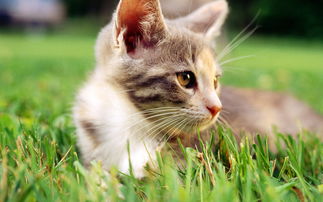 牛磺酸对猫的作用是什么 缺乏牛磺酸或致猫咪失明 