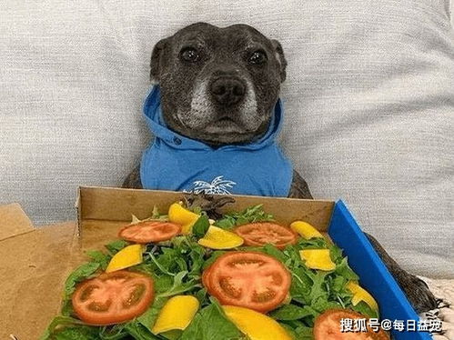 狗狗吃西红柿是健康的,但吃错部位也会中毒,不能大意