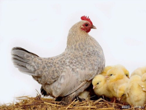 你知道抱窝的母鸡为什么很凶 刚孵出的小鸡怎样辨别公母