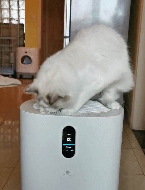 养猫家庭如何保持家中干净无异味 一台空气净化器远远不够