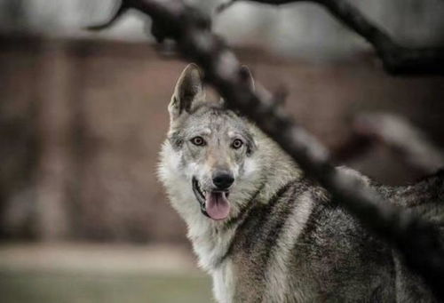 因长的太像狼被多国禁养,捷克狼犬才是野狼杂交的最猛狗