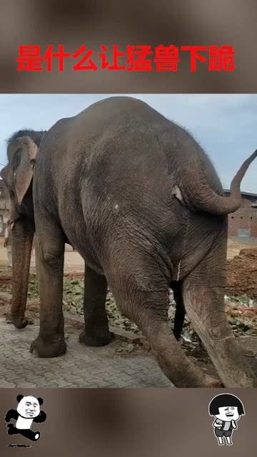 这大象是家养的嘛,下跪一点不反抗 