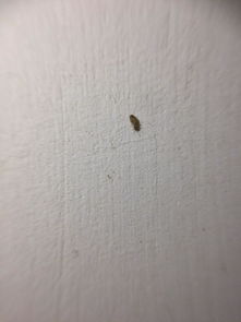 房间墙上好多蜱虫怎么处理(墙壁上生蜱虫怎么办)