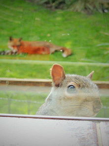 英松鼠敲窗求助 被狐狸追踪似想躲进屋里 