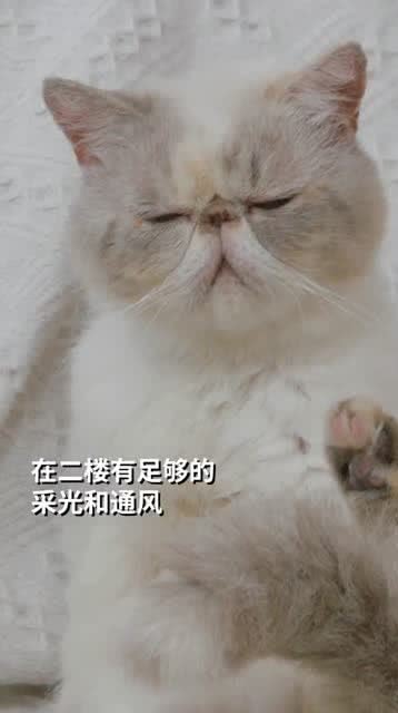 他在杭州租下400㎡别墅一个人和25只猫住,你想做他的猫吗 