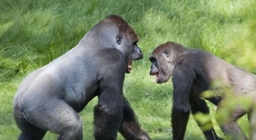 黑猩猩可以单挑老虎狮子和大狗熊 智商再高也容易被秒杀