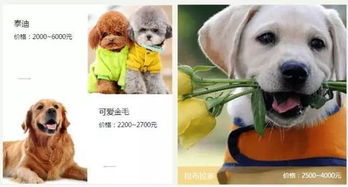 在郑州宠物也能共享 10元租个狗狗回家 你会试试吗 
