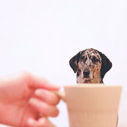 创意趣图 茶杯里的宠物狗 