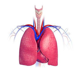 如果肺部受损,会有这3个症状,若没有的话,恭喜你肺很健康
