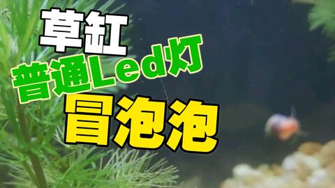 水草缸用普通led灯也能冒泡泡