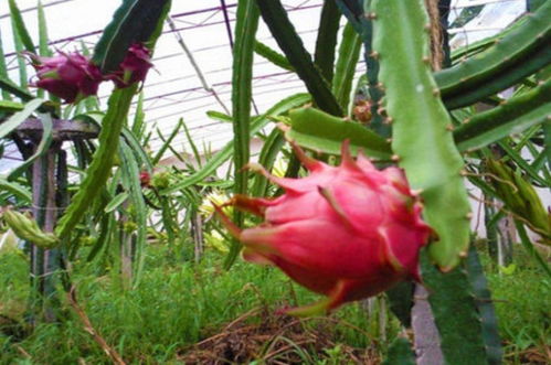 火龙果几月份成熟采摘,越南火龙果的出产季节