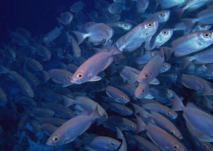 海底鱼类海底世界海底背景海洋探索图片素材 模板下载 1.97MB 其他大全 标志丨符号 