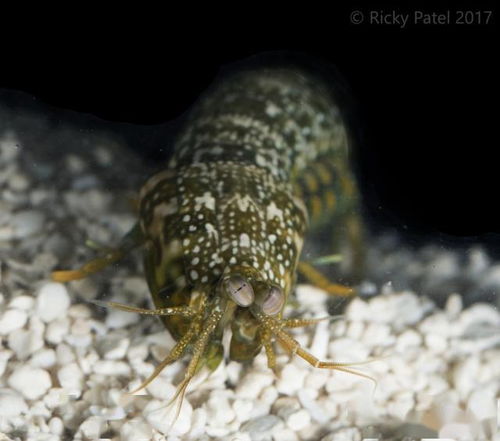 螳螂虾有什么特征呢