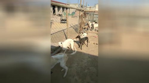 北京名犬养殖基地 北京犬舍排名 