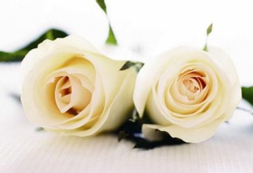 白玫瑰花语 送19朵白玫瑰代表什么意思 
