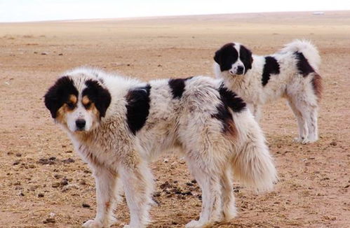 草原猛犬并非只有藏獒,这4种草原猛犬堪称 屠狼机器