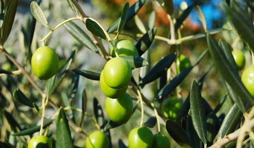 橄榄是水果之王,它还有清热解毒 利咽化痰 生津止渴的作用