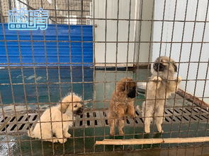 青岛养犬管理专项整治月 各部门联动 文明养犬在行动