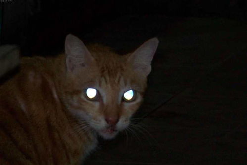 为什么猫咪的眼睛在夜间会发光