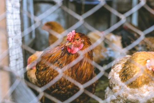 夏季鸡常见的寄生虫病是有哪几种 夏季鸡寄生虫病的预防措施