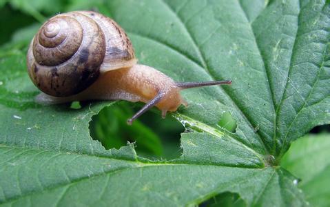 小蜗牛吃什么东西