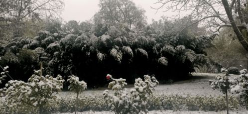 关于大雪青松寒冬的诗句