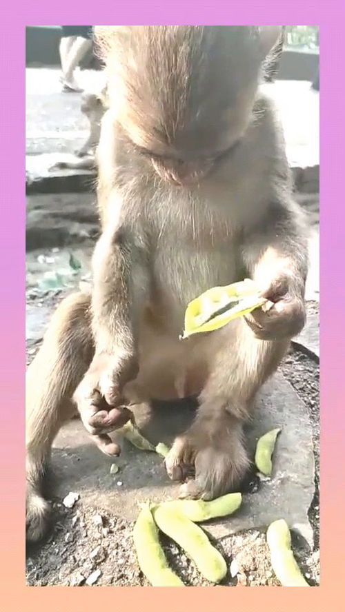 动物园的猴子成精了,吃豆角的智商比我都高,真的太聪明了 