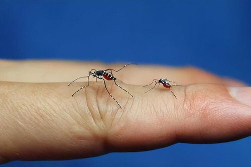 冒死叮咬的蚊子 揭开三类人的特征,或让你羡慕不已