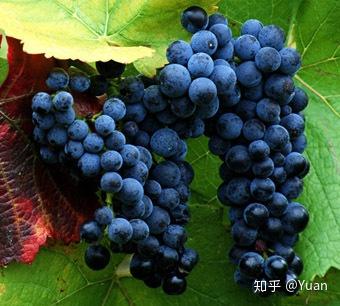 葡萄酒中的解百纳和赤珠霞有什么区别 