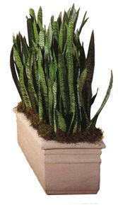 室内植物图 植物图片,Plant,House plant 