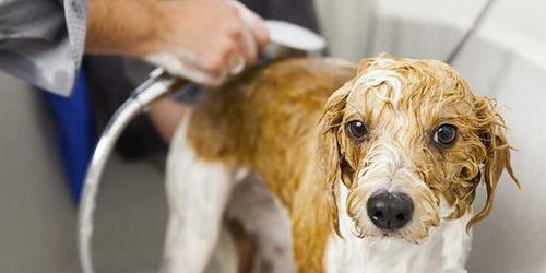 狗狗身上 最脏 的四个部位,你有帮它洗干净吗