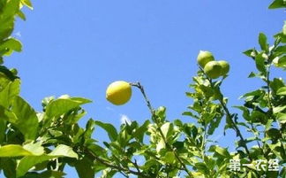 柠檬树怎么种植 柠檬树的种植技术与管理