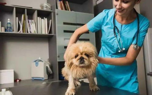 兽医提醒 当狗狗有这些迹象,说明它已经病了,别不在意