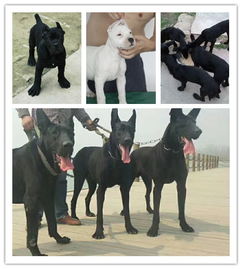 博野黑狼犬哪里有卖的,黑狼犬和狼青犬哪个好养殖场