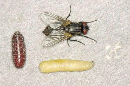 苍蝇的一生,如何从小米粒到成虫,它都经历了什么