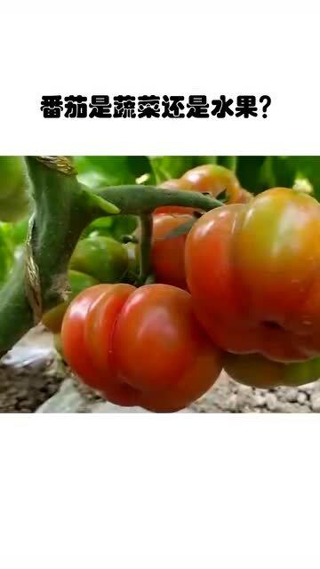 番茄属于蔬菜还是水果 黄瓜属于水果类还是蔬菜类
