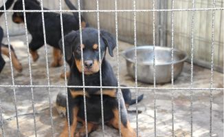 图 南京本地犬舍出售纯种幼犬,罗威纳,保证健康,血统纯正, 南京宠物狗 