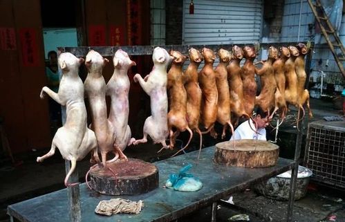 你吃过狗肉味的猪肉吗 在越南菜单上就有,专为中国人准备的