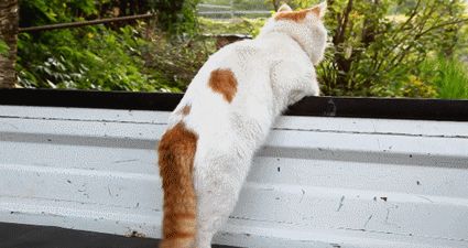 猫咪尾巴油乎乎的 注意,可能是患了种马尾病