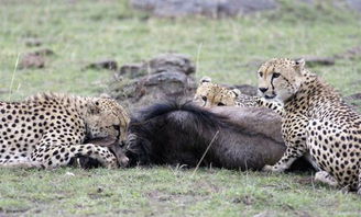 猎豹正在吃肉,大胆鬣狗居然敢来抢食,真是吃了雄心豹子胆了