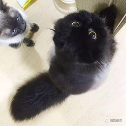一枚黑煤球猫咪,可爱的不得了