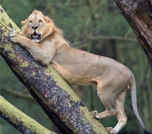 一只肯尼亚狮被一群非洲水牛追赶,吓得爬上古树避难