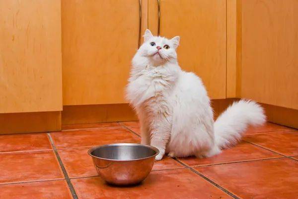 你喂猫的方法错了 专家说用猫碗喂猫粮,不如这样吃