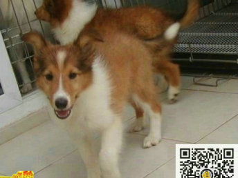 图 大犬舍 直销各种名犬 小型犬 中型犬 大型犬 包健康 北京宠物狗 