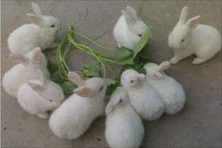 兔子一般吃什么 兔子吃什么饲料