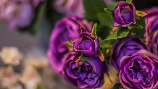 白罗兰的花语和寓意,紫色花语是什么？