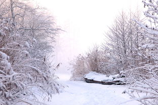 雪的孩子，一场爱与成长的童话，雪的孩子故事简介