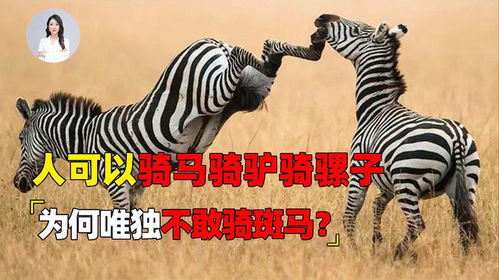 人可以骑马骑驴骑骡子,为何唯独不敢骑斑马,三大杀手锏无人敢惹