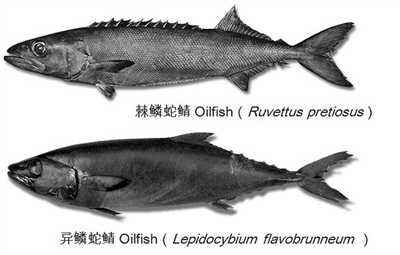 真假鳕鱼怎么分 吃错就是害了娃 一篇文章教你鳕鱼挑选攻略